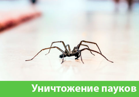 Избавиться от пауков в городе Мариинск