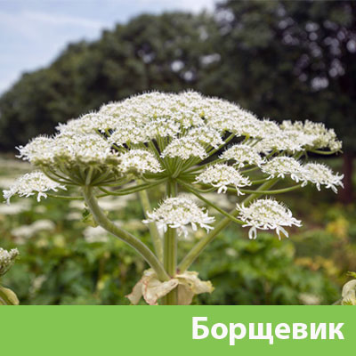 Уничтожение сорняка в Мариинске