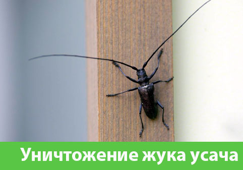 Обработка от жука усача в городе Мариинск