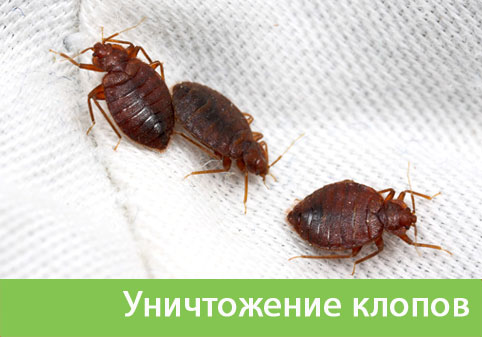 Уничтожение клопов в городе Мариинск
