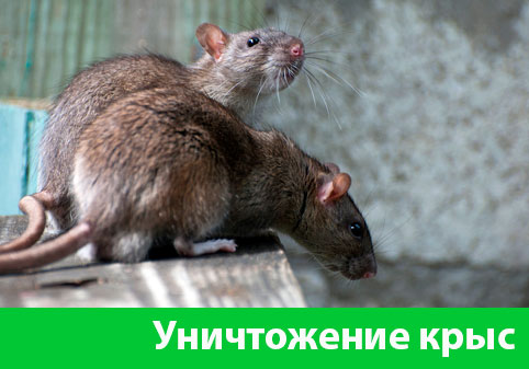 Уничтожение крыс в городе Мариинск