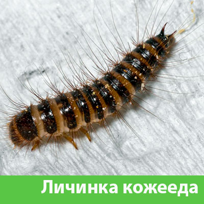 Личинка Кожееда в Мариинске