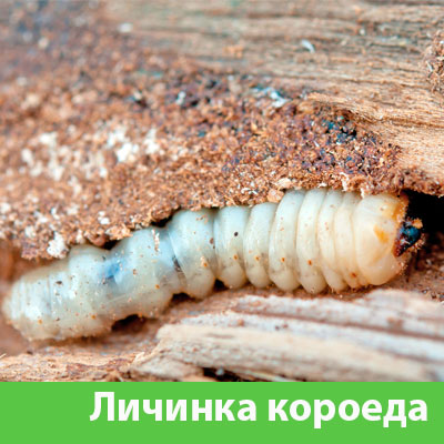 Уничтожение личинок короеда в Мариинске