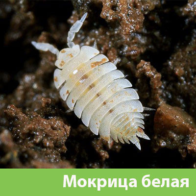 Мокрица в Мариинске фото