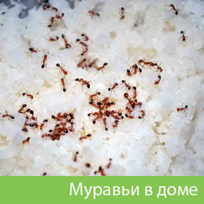 Муравьи в доме в Мариинске