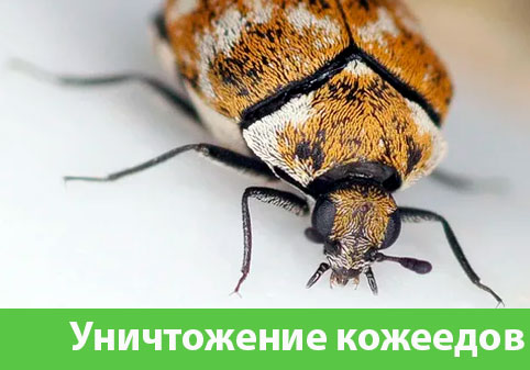 Обработка от кожееда в городе Мариинск 