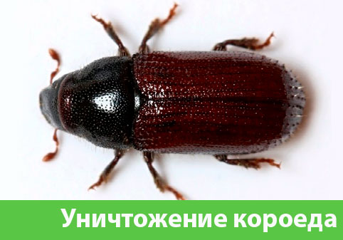 Обработка от короеда в городе Мариинск