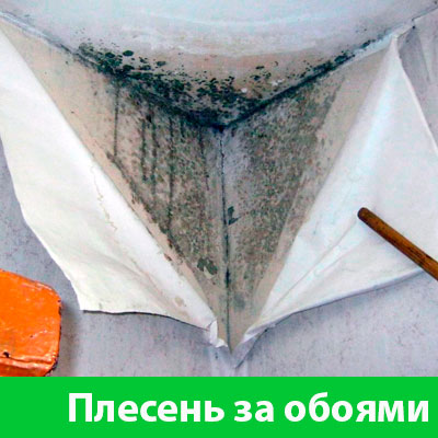 Удаление плесени в Мариинске