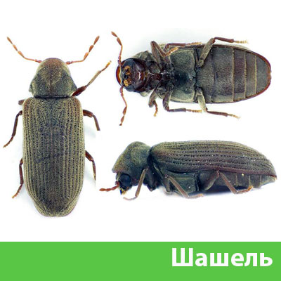 Обработка от шашеля в городе Мариинск