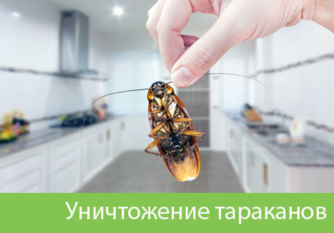 Уничтожение тараканов в городе Мариинск