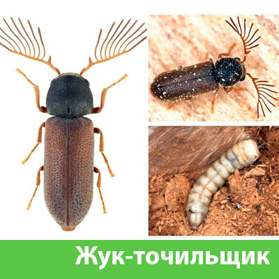 Уничтожение точильщика и личинок в Мариинске