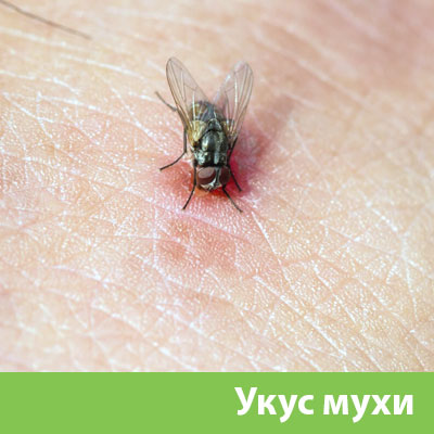 Уничтожение мух в Мариинске