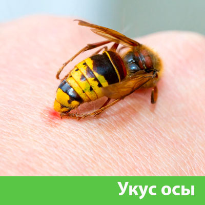 Профессиональное уничтожение ос и шершней в Мариинске