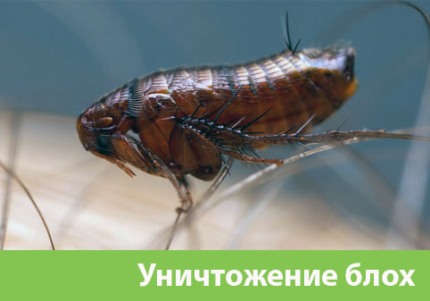 Уничтожение блох в городе Мариинск