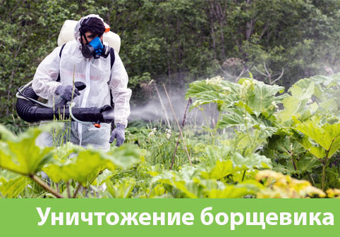 Уничтожение Борщевика в городе Мариинск