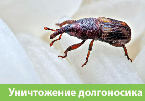 Уничтожение долгоносиков в городе Мариинск