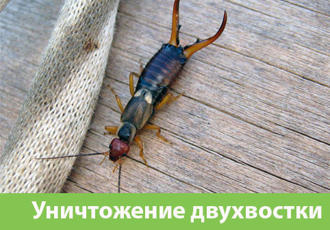 Уничтожение двухвостки в городе Мариинск