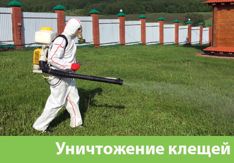 Уничтожение клещей в городе Мариинск