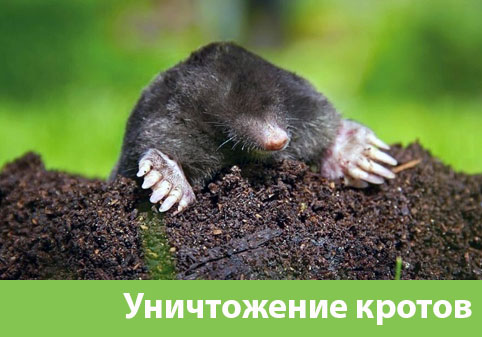 Уничтожение кротов в городе Мариинск