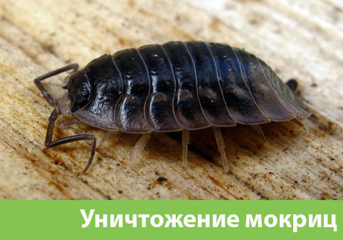 Мокрицы в квартире в городе Мариинск