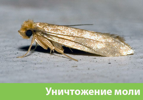 Уничтожение моли в городе Мариинск 