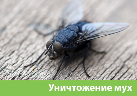 Уничтожение мух в городе Мариинск