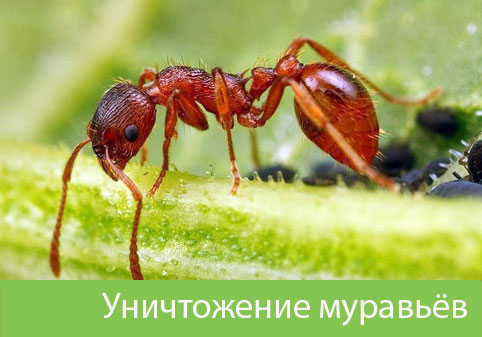 Уничтожение муравьёв в городе Мариинск