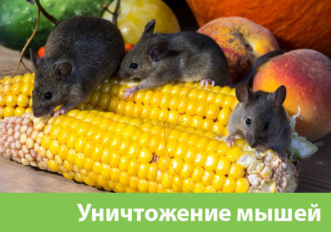 Уничтожение мышей в Мариинске