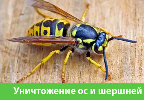 Уничтожение ос и шершней в городе Мариинск