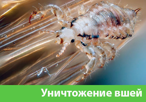 Уничтожение вшей в городе Мариинск